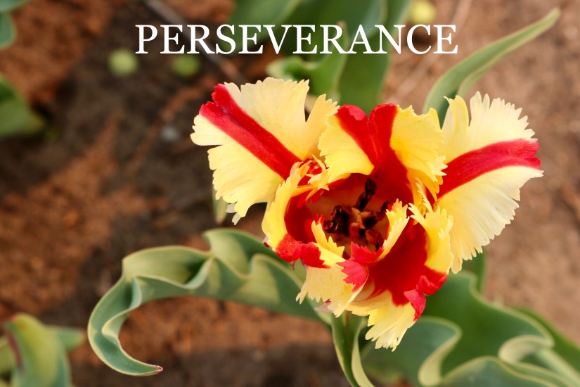 8F5725E6-E332-40C6-B332-B242524DA771