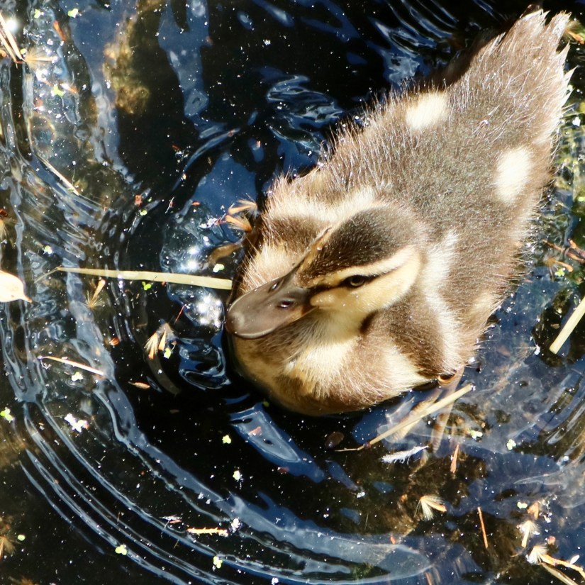 9ADF533D-39A8-4D57-AB71-E78CAC2D0590