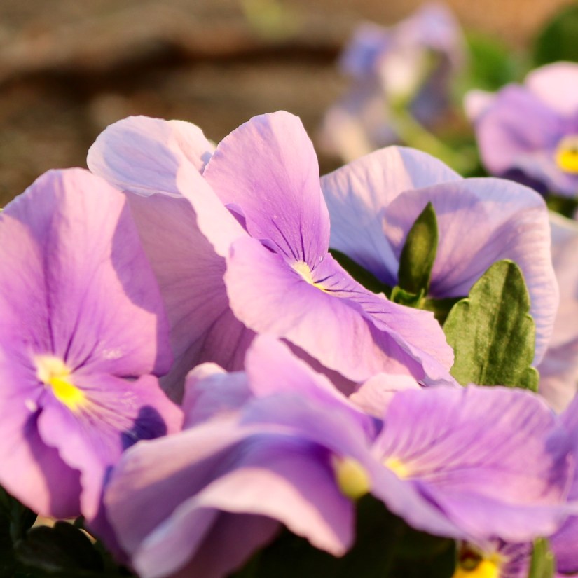 3C72E2A3-723D-4115-BDB9-F238F0CC9257