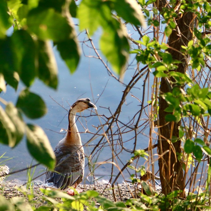 594E7E3C-3BFB-4CF2-8C47-F5B0C5E71BCA