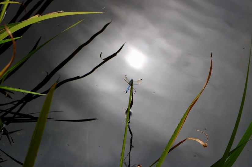 EA80405D-96FB-4D2A-9EC9-AD70297E2B98