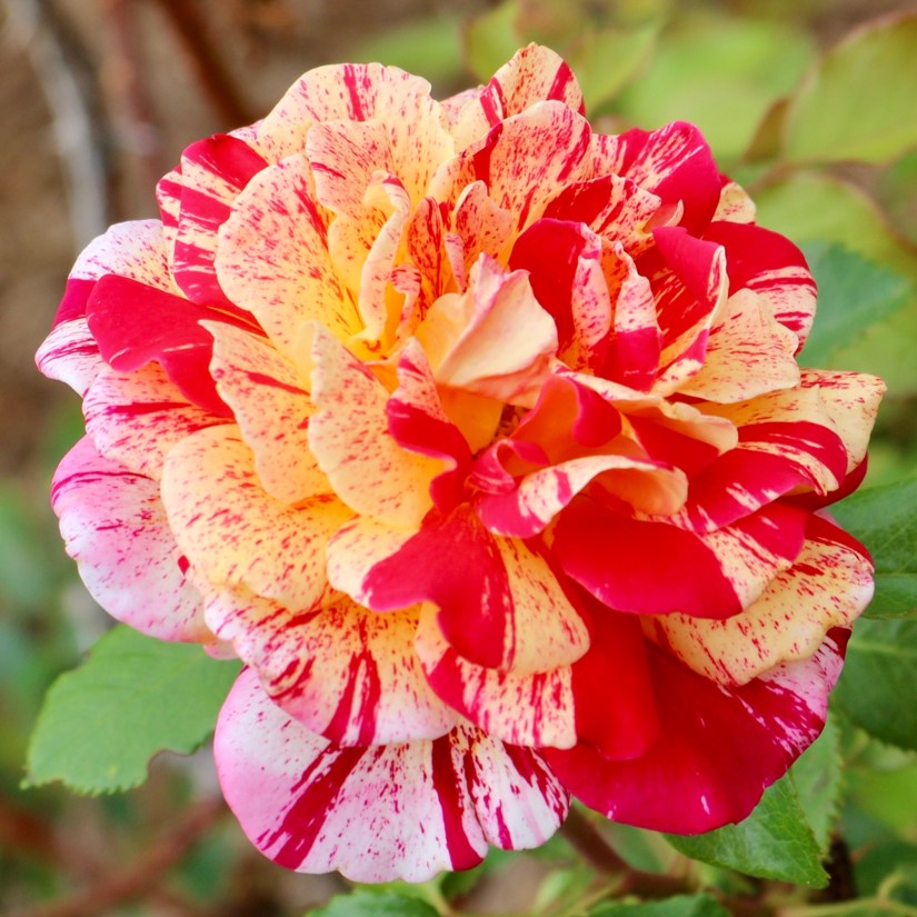 2B900DE9-F3B7-42A2-A4A7-1577BE35CB0D