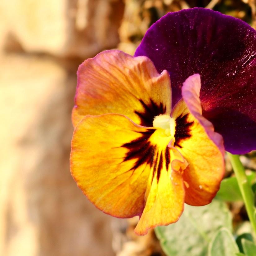 B3605ADB-818A-4E18-AB6A-8E4C7B8697B8