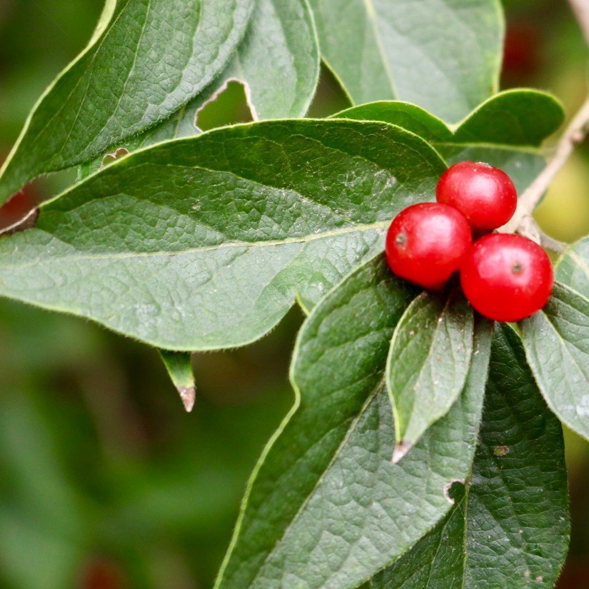 38AC5D81-043F-4219-ACFE-1E1935C31C29