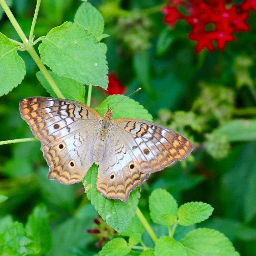 43AD2909-4EEC-44A5-9734-BD2C459F7E55