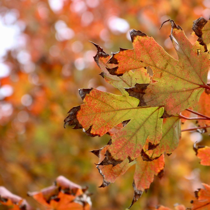 7DDF924B-0136-4EFE-B758-D5C3BDE12712