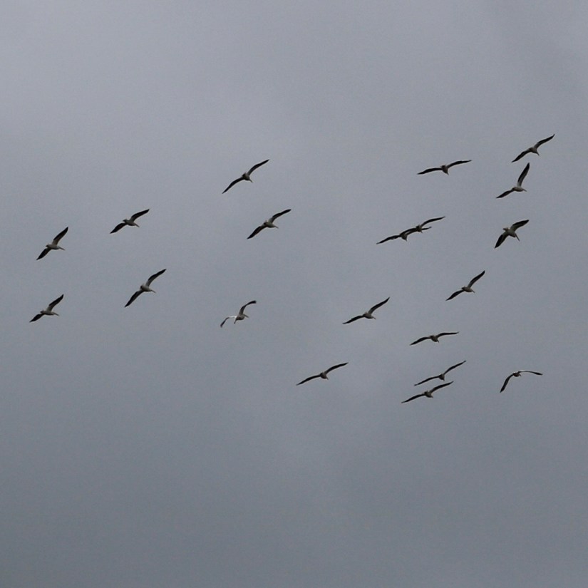 96DBC044-AC95-447D-B35D-574435132484