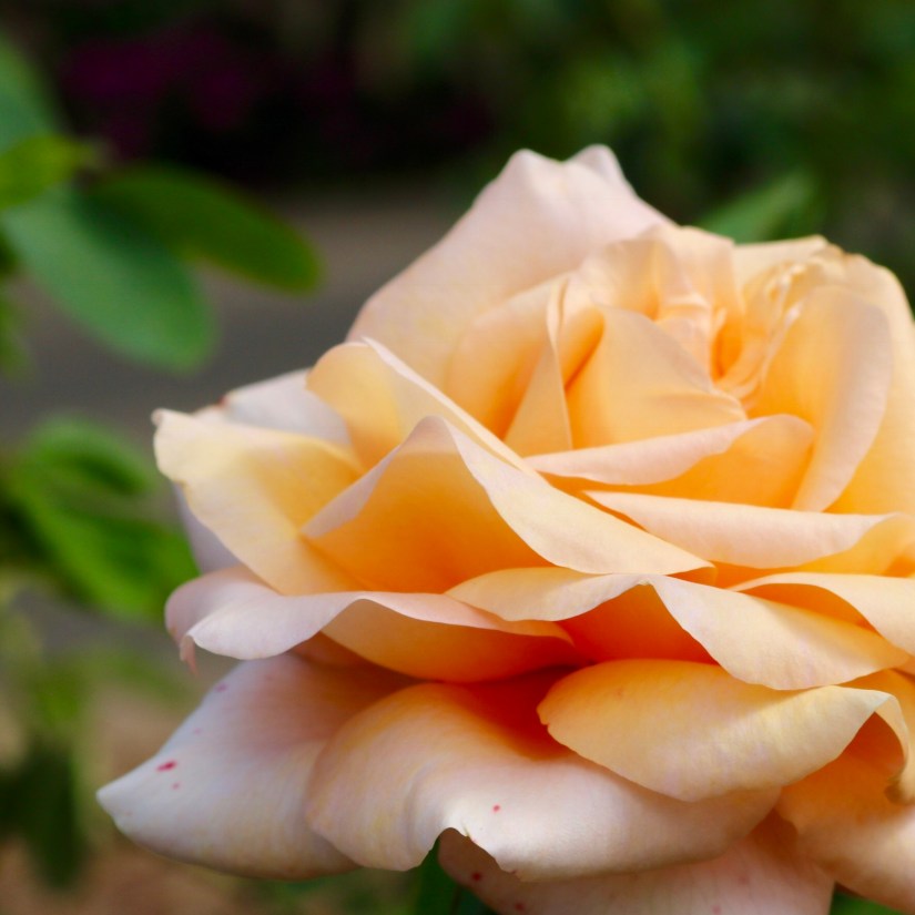 BA83BBE8-008A-4E97-A589-51F54641193F