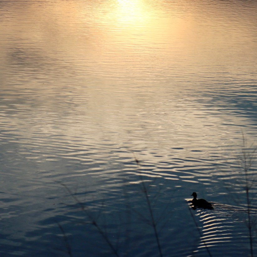 C0B680F9-EBE0-4C6A-8B12-B94EFFC87419