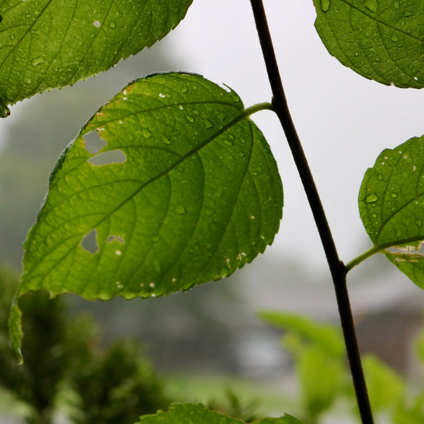 E88E8975-37F3-4EEA-8B91-887DD5C05CA9