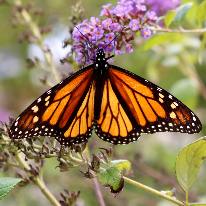 F41413CE-EC14-4DFB-8248-2496248940EF