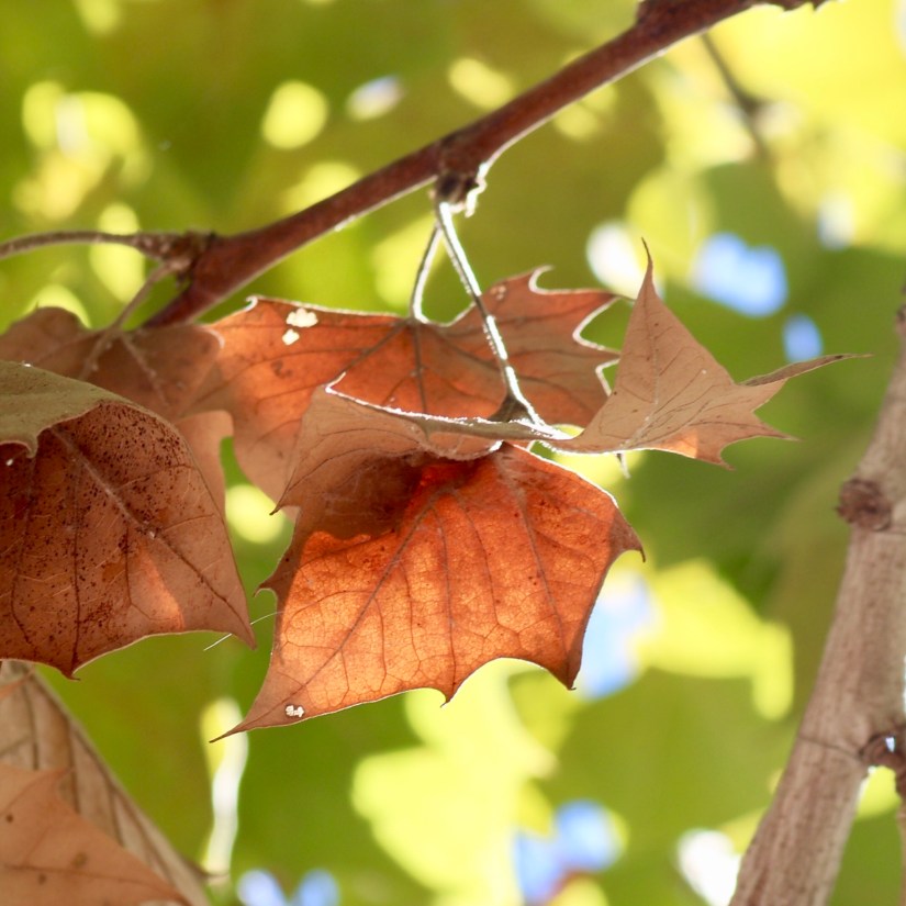 1497F35F-C4E0-4AE5-8A90-412F80A68F63