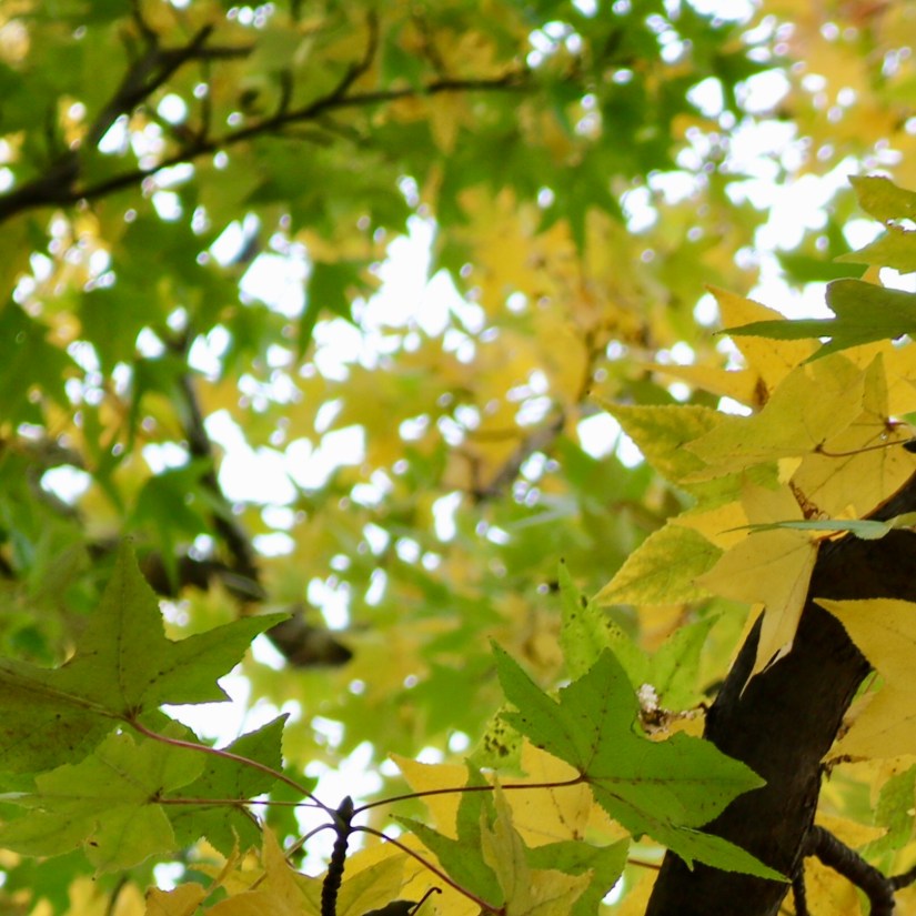 51C6CDFA-740B-4714-AF0F-1CF8A98BCDB4