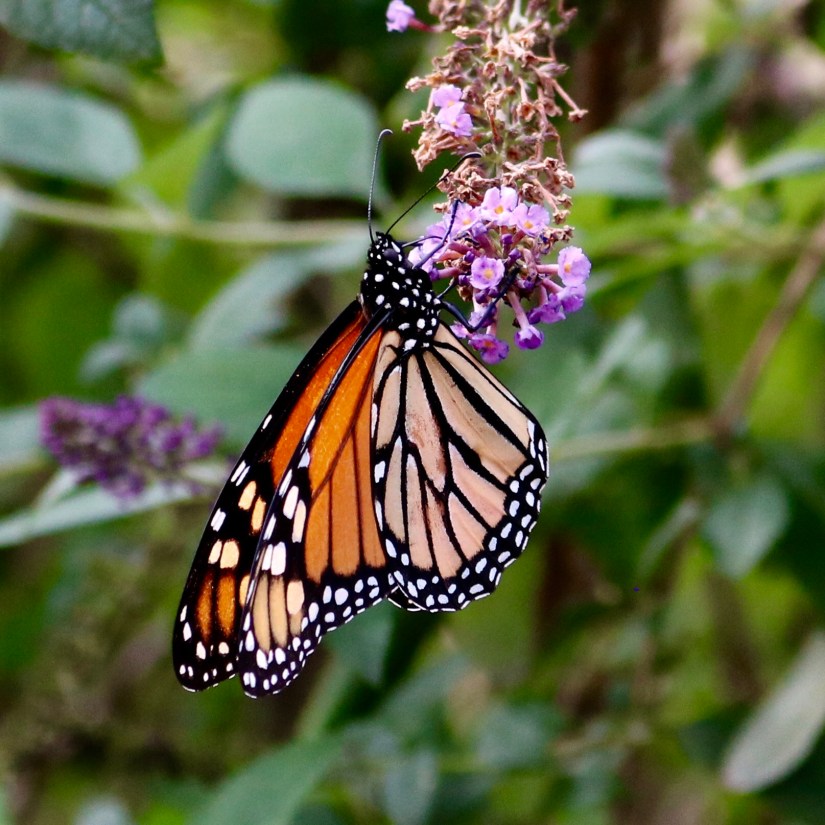 8A89514A-0EB7-41DF-9F59-87B5B3F82557