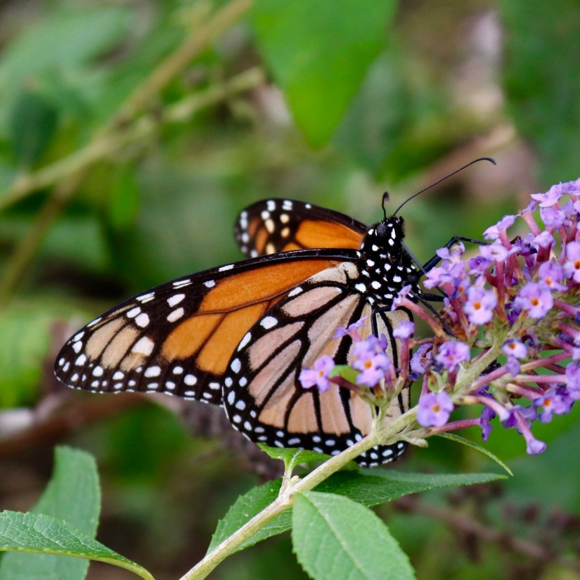 0B325E45-81B5-437A-825E-2945110E4661