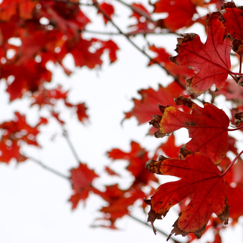 C319017E-9B0B-424A-8481-AC18FDA1E39A