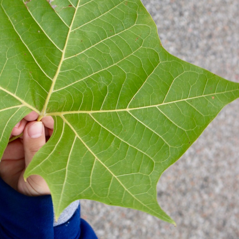 372F8C55-19AE-4E83-8359-1574F1AC66B5